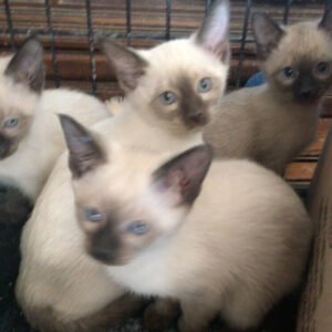 Gatitos Siamese 10