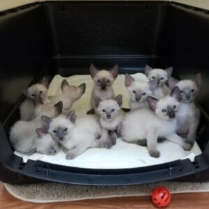 Gatitos Siamese 12